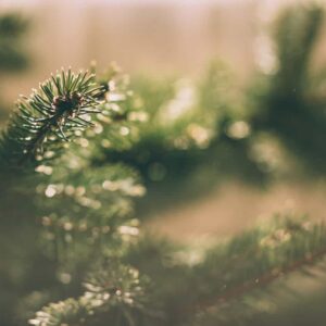 Branches de sapin (x10)